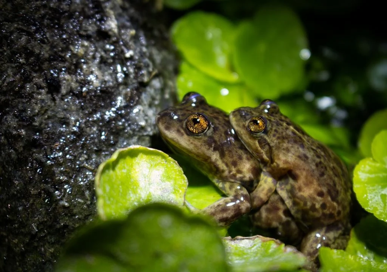 La Ranita del Valcheta en peligro de extinción. (Pleurodema somuncurense)..webp