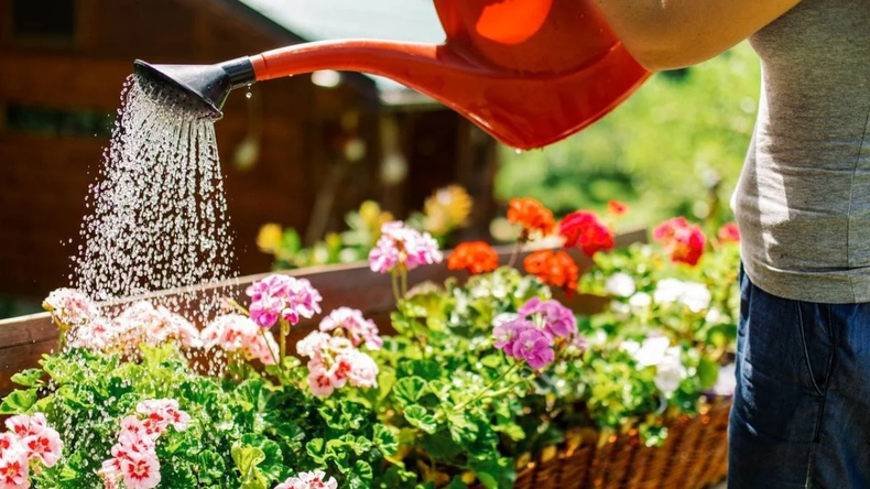 Regar tus plantas con vinagre para para estimular su crecimiento y floración. (elcolectivo.com.ar)..webp