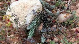 SEDUM SEDIFORME, una planta crasa, medicinal y comestible
