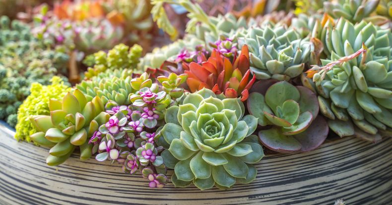 El significado de las suculentas en el Feng Shui. (admaganine.com).jpg