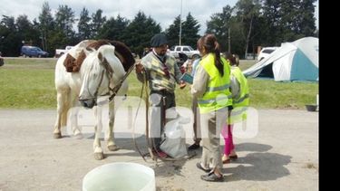 Aluvión de caballos por la Peregrinación Gaucha