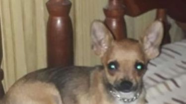 Ofrecen recompensa por una perrita perdida