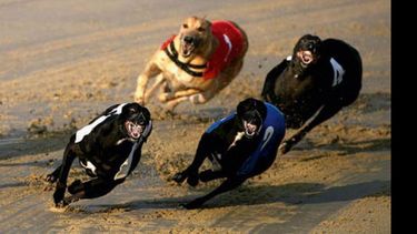 NO SOLO GALGOS. La ley alcanza a todas las razas..