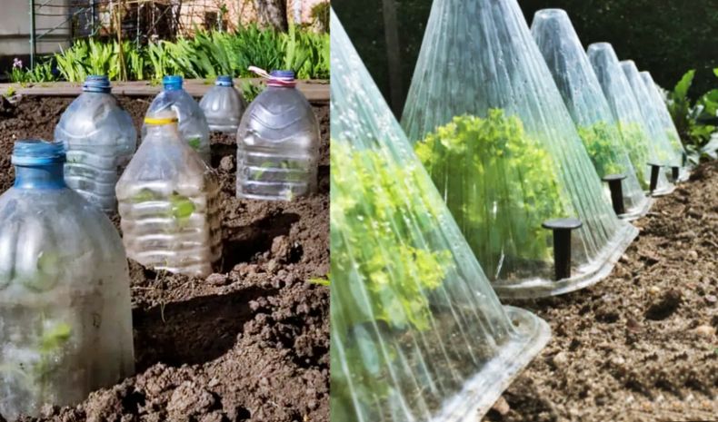 Medidas de protección originales. (infoagro.com.ar)..jpg