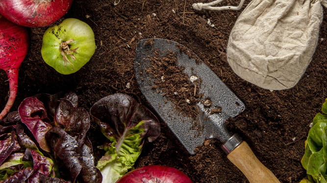 ¿Qué plantar en la huerta en diciembre?