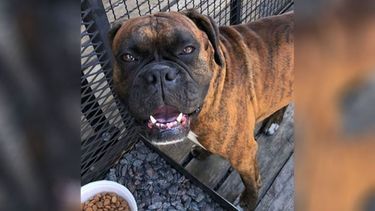 Encontré este perro en Perci-Axion de la Ruta 25. Es un macho con cola larga, bien cuidado. Comunicarse con Belén (114079-3415 o con Sol 115159-8817..