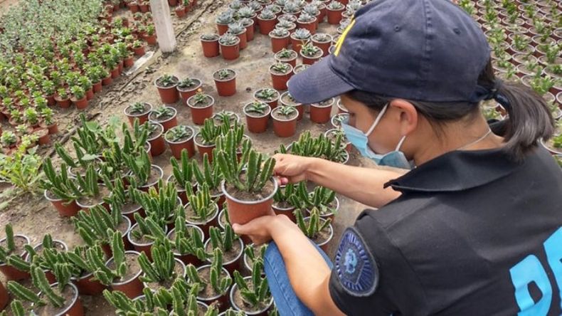 ALLANAMIENTO. Los cactus se vendían entre 2.500 y 30.000 pesos según el tamaño..