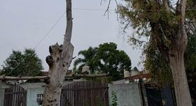 Este árbol está en la vereda y llamo siempre a la Municipalidad para ver si pueden venir a cortar y no vienen. Está muy seco el árbol. Se puede caer encima de mi casa. Mis hijos no pueden salir a jugar en mi patio por qué el árbol se cae en pedazos. Un peligro. Es en el barrio Las Margaritas, calle El Ñandú 875. Mari Duarte.