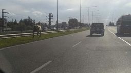 VIDEO: Caballo suelto en Panamericana