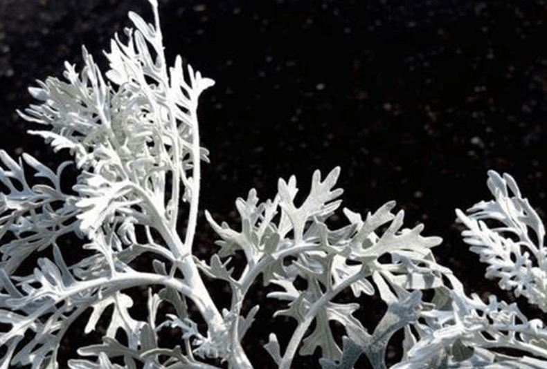 Plantas resistentes al calor que iluminan tu jardín durante la noche. (plante.jp)..png