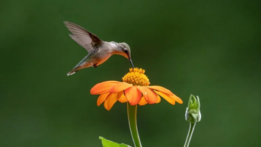 que significados esconde que un colibri visite el jardin de tu casa