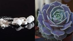 Cómo usar la aspirina para hacer crecer nuestras plantas