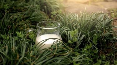 conoce como usar la leche para tus plantas