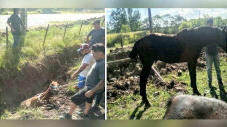 El animal fue rescatado sano y salvo..