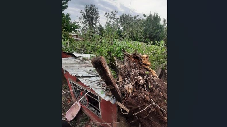 Un árbol destruyó una casa de Presidente Derqui.