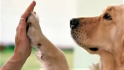 Día del Animal en Argentina: una fecha para honrar la vida que no tiene voz Día del Animal en Argentina: una fecha para honrar la vida que no tiene voz