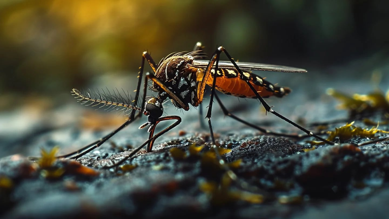 El mosquito Ochrerotatus albifasciatus es quien protagoniza la actual invasión. (Infobae)..png