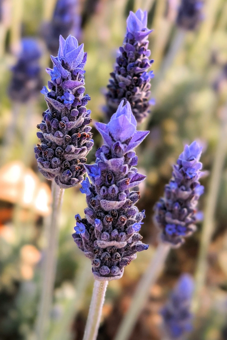 La lavanda es una fundamental dentro de la huerta medicinal. (Unsplash)..png