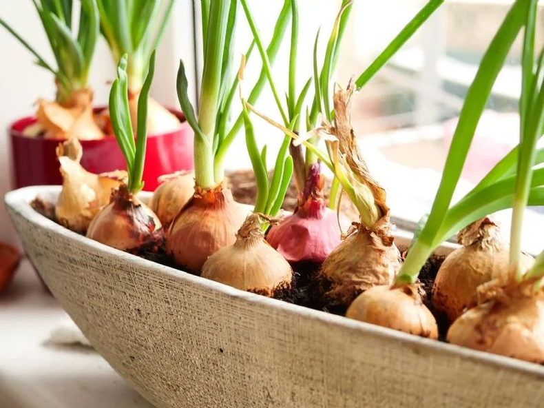 Es una aliada valiosa tanto para tu jardín como para tu cocina. (Shutterstoc).png