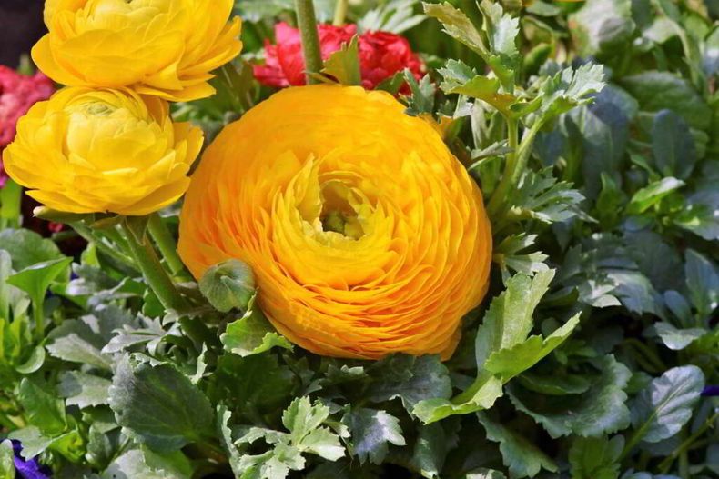 Ranúnculo. (cosasdeljardin.com)..jpg