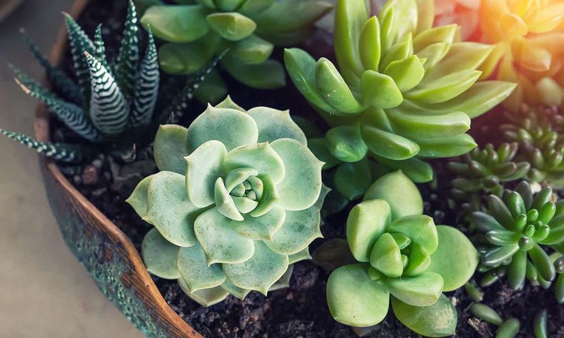 Los beneficios para la salud que aportan las suculentas. (bioecoweb.com)..jpg