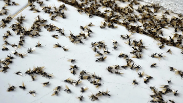 La invasión de hormigas voladoras se explica con el inicio de la época de apareamiento de estos insectos.&nbsp;