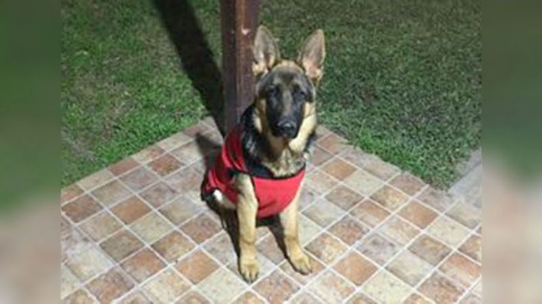 Seguimos buscando a Mía. Se cumplieron 20 días y no sabemos nada. Hay recompensa de $40.000 para quién nos diga dónde está. Comunicarse al 1130403218. Roly..