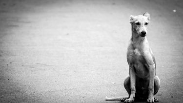 noche de perros