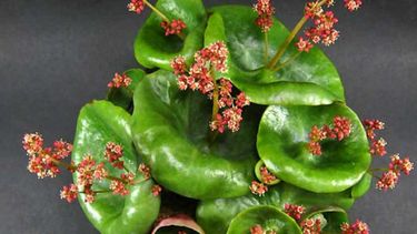 crassula umbella: la suculenta en forma de copa de vino