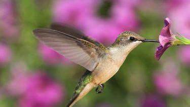 las leyendas del colibri y su vinculo con lo sobrenatural