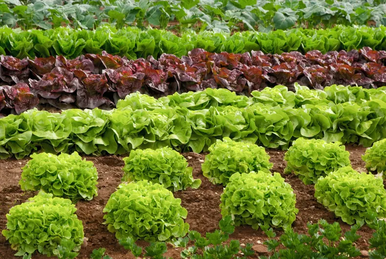 La lechuga es las más elegidas por los que recién empiezan. (infoagro.com.ar).