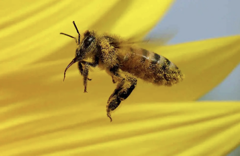 Abejas por correo.png