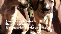 Cachorra en adopción