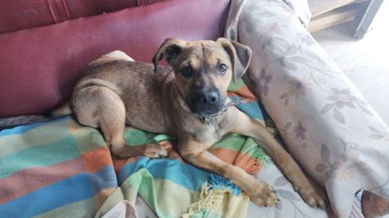 Esta foto es de mi perrita que se perdió. Llamar al 112519-0867. Responde al nombre de Reyna. Se perdió en la zona de la calle Sarmiento 1565, detrás de la maternidad Nuestra Señora del Pilar. Raúl..