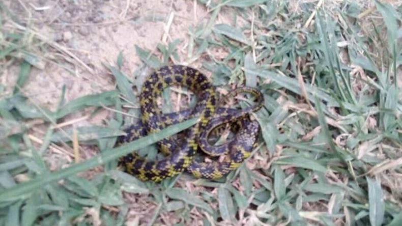 Uno de los animales encontrados en una casa de Monterrey..