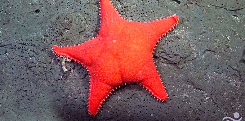 La estrella culona se convirtió en un ícono del streaming. (Clarín).