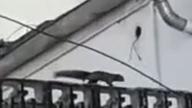 video las ardillas llegaron al centro de pilar