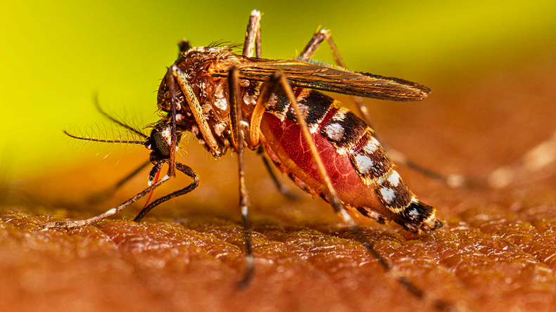dengue.webp