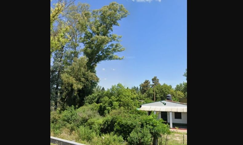El árbol inclinado, cerca de la casa en Fátima.
