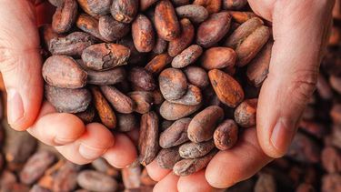 7 de julio: dia mundial del cacao