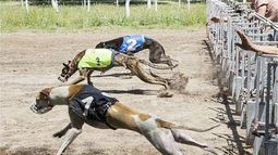 LARGARON. Las carreras de galgos son repudiadas por los proteccionistas..