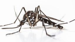 Lanzaron la campaña de invierno contra el dengue