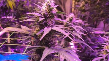 se organiza la primera edicion de la expoindustria cannabis