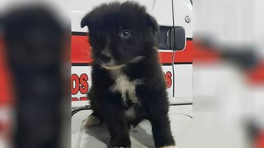 Les presentamos a Pocho, nuevo integrante de Bomberos de Pilar. Va a ser entrenado para búsqueda de RH, con vista a relevar al gran Ringo dentro de un año y medio. Bomberos de Pilar. .