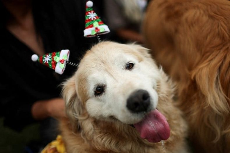 Varios de los goldens asistentes fueron con tiernos disfraces. (REUTERS).