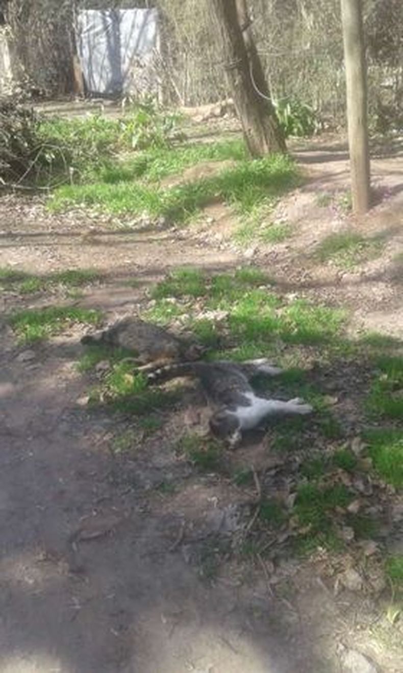 Los gatos aparecieron tendidos sobre la calle San Marcos del Barrio Pellegrini III.