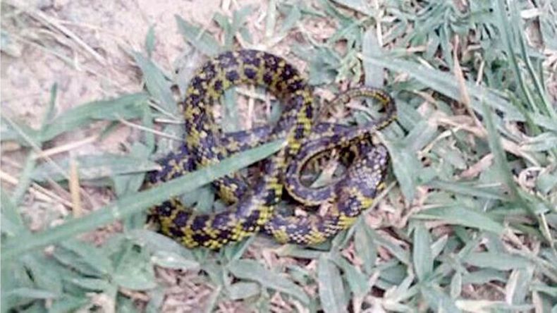HALLAZGO. La aparición de serpientes causó temor en la zona..