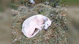 Está esta galgo hermosa tirada, no se levanta. Saben de alguien que la pueda ayudar? Yo tengo varios gatos y no puedo. Está en Ingeniero Emilio Mitre y Polonia (Del Viso). Del Viso es de Todos..