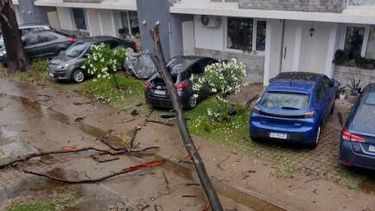 danos en tres vehiculos por la caida de un arbol