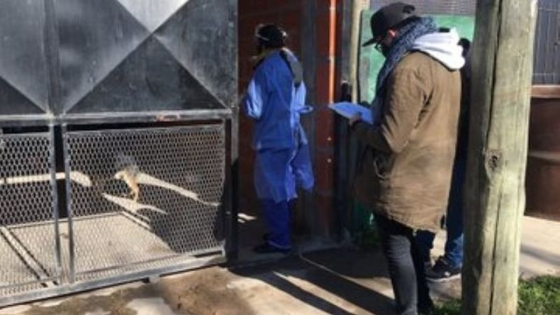 A domicilio. La campaña de vacunación antirrábica recorrió las casas en el barrio Los Milagros. .